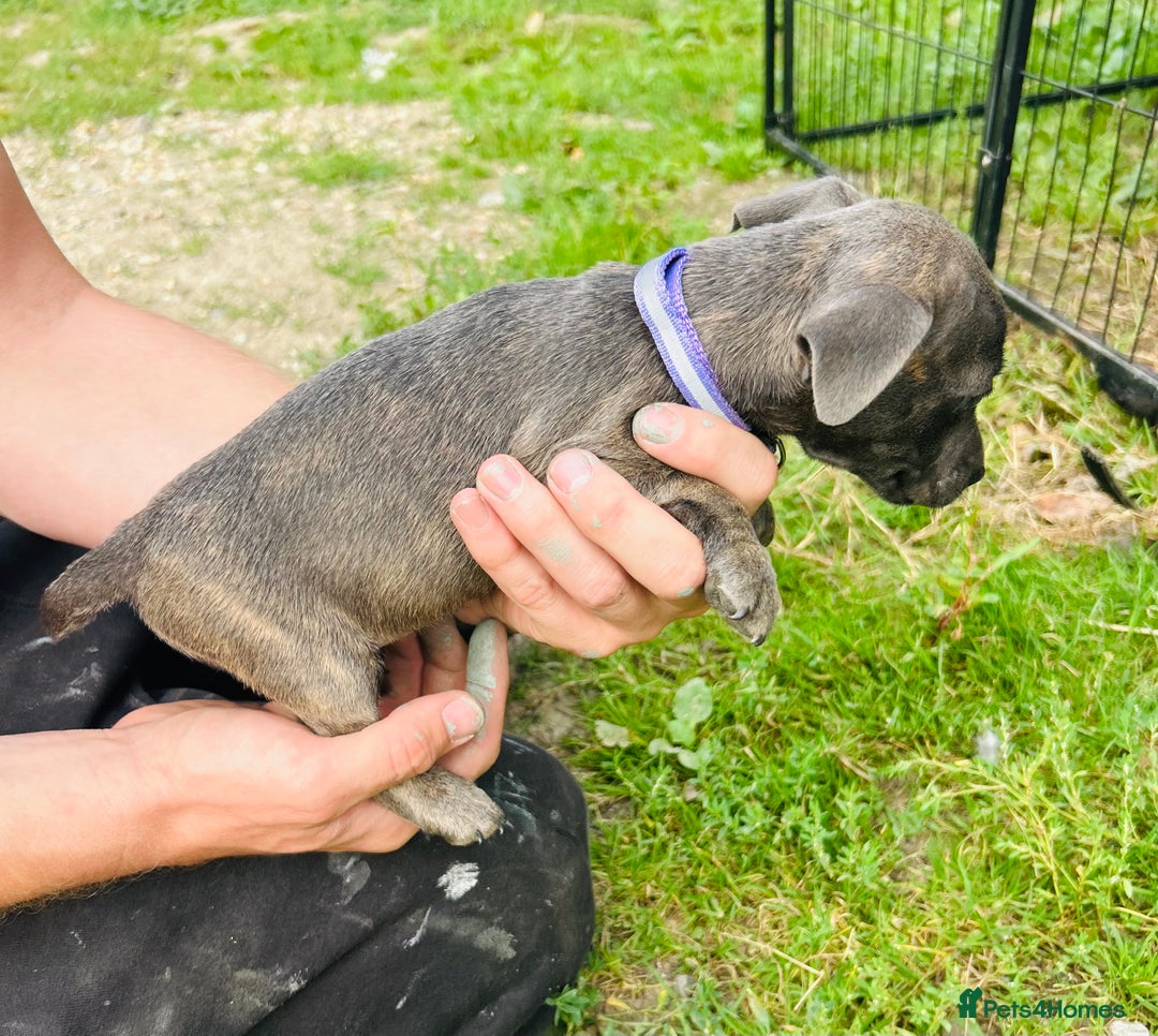 Jack Russell dogs for sale: Blue & Black Brindle Jack Russells - Image 23
