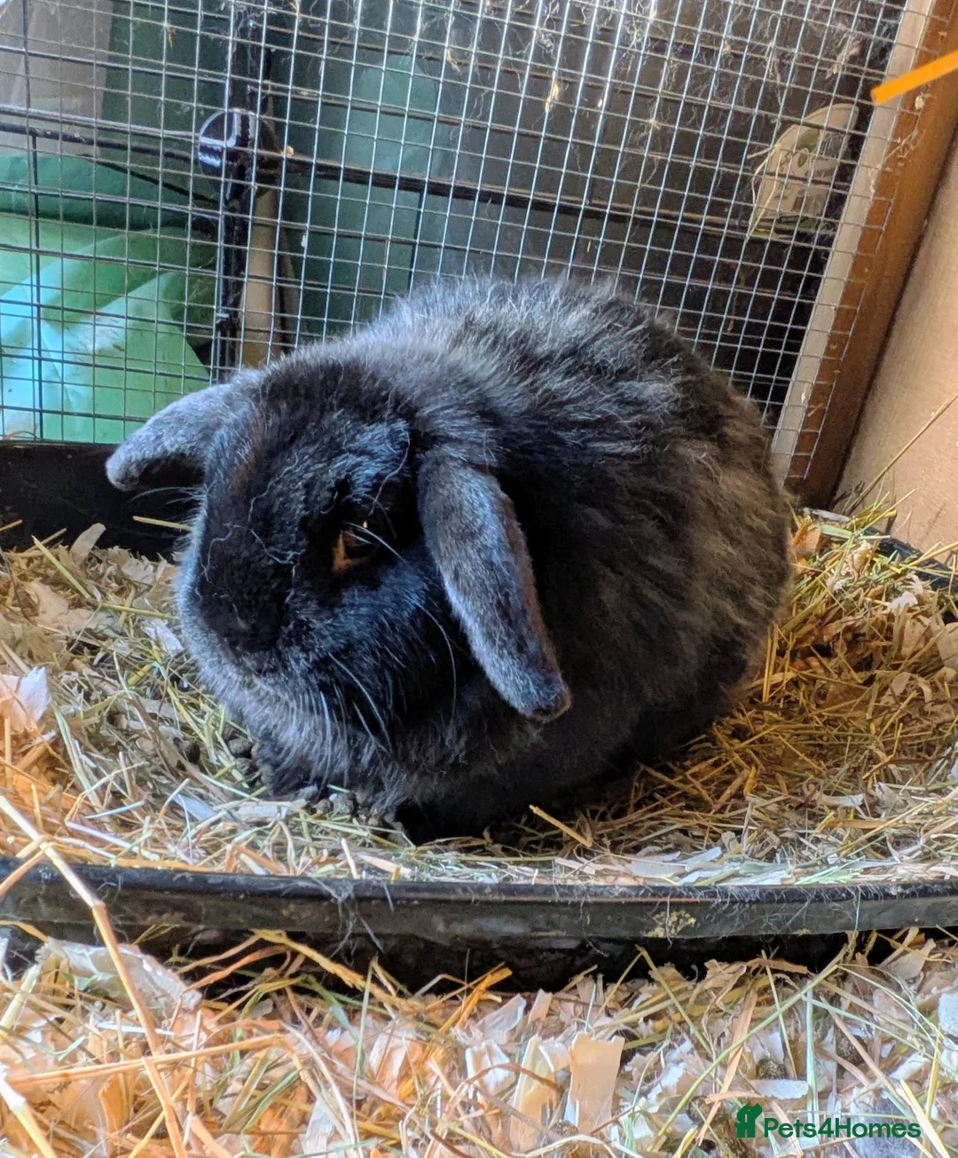 Dwarf Lop rabbits for sale: Do you have room for these handsome boys? in Worcester - Advert 3