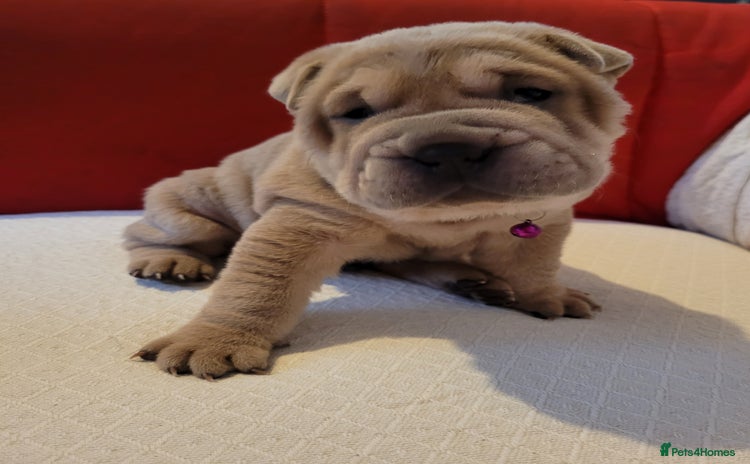 Shar Pei dogs - Advert 1