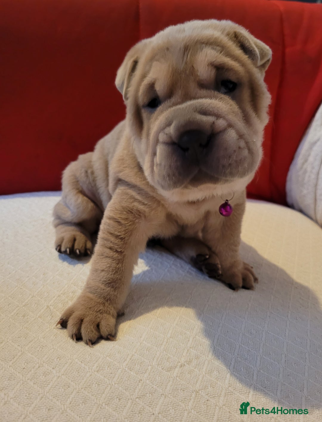 Shar Pei dogs for sale: Shar Pei Puppies - Ready 04/09/25 - Image 8