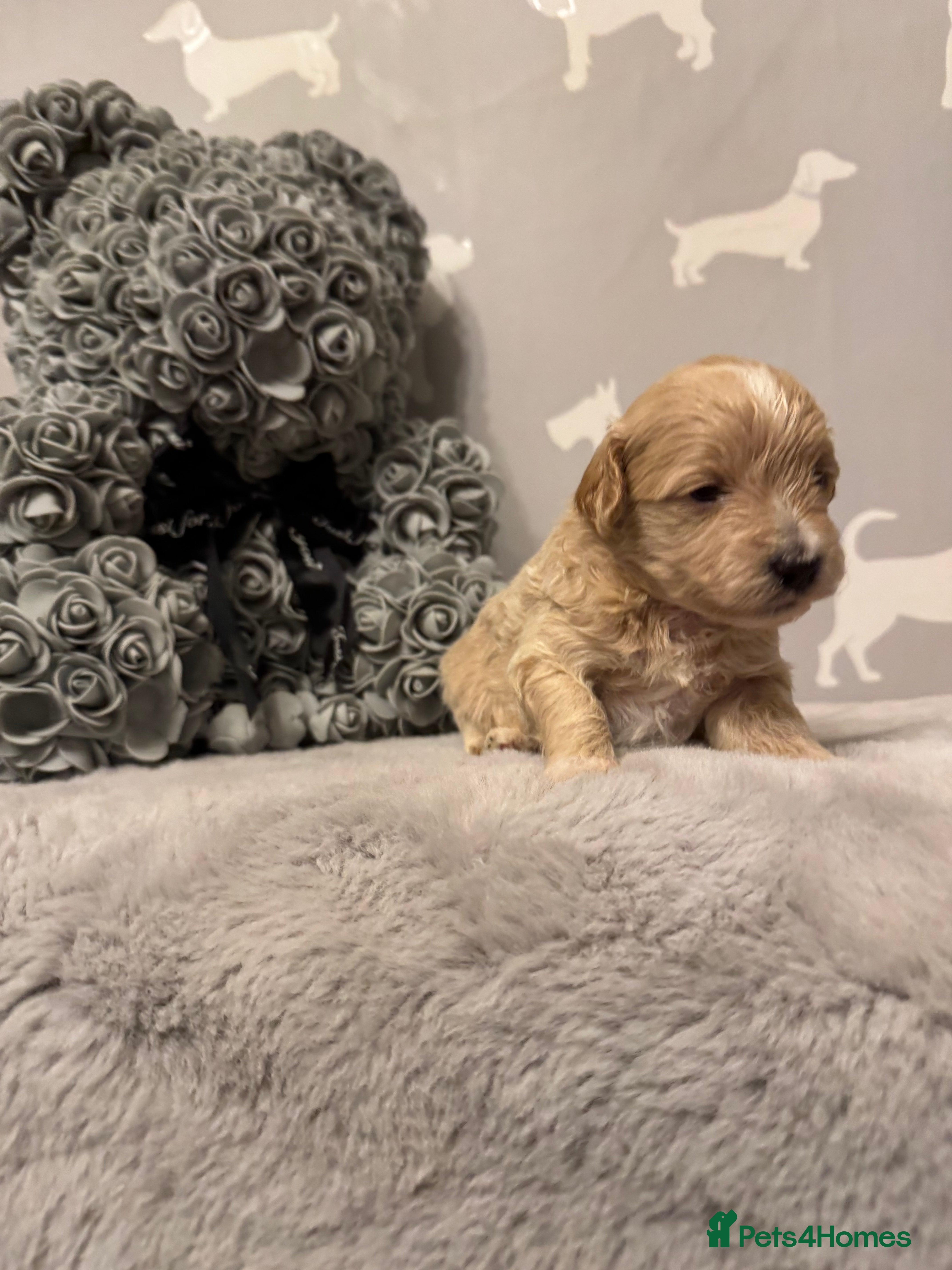 Maltipoo dogs Teddy Bear maltipoo puppies  - Advert 6