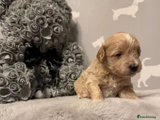 Maltipoo dogs Teddy Bear maltipoo puppies - Advert 6