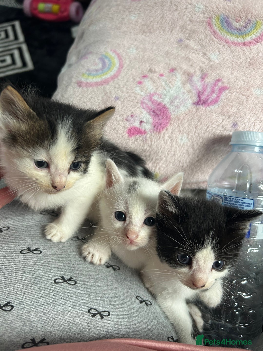 Mixed Breed cats for sale: Fluffy kittens ready soon  - Image 21