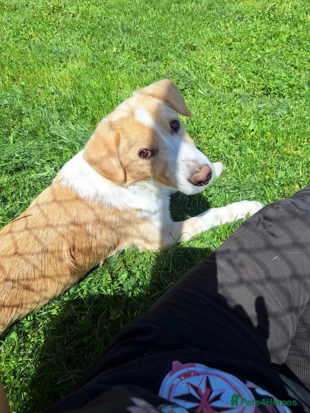 Mixed Breed dogs for adoption: 👑Rex👑 for adoption, coming into DONCASTER - Image 8
