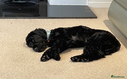 Sproodle dogs for sale: Beautiful Male Sproodle - Image 2
