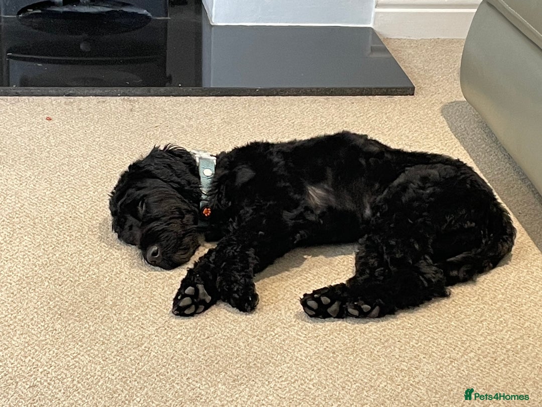 Sproodle dogs for sale: Beautiful Male Sproodle - Image 2