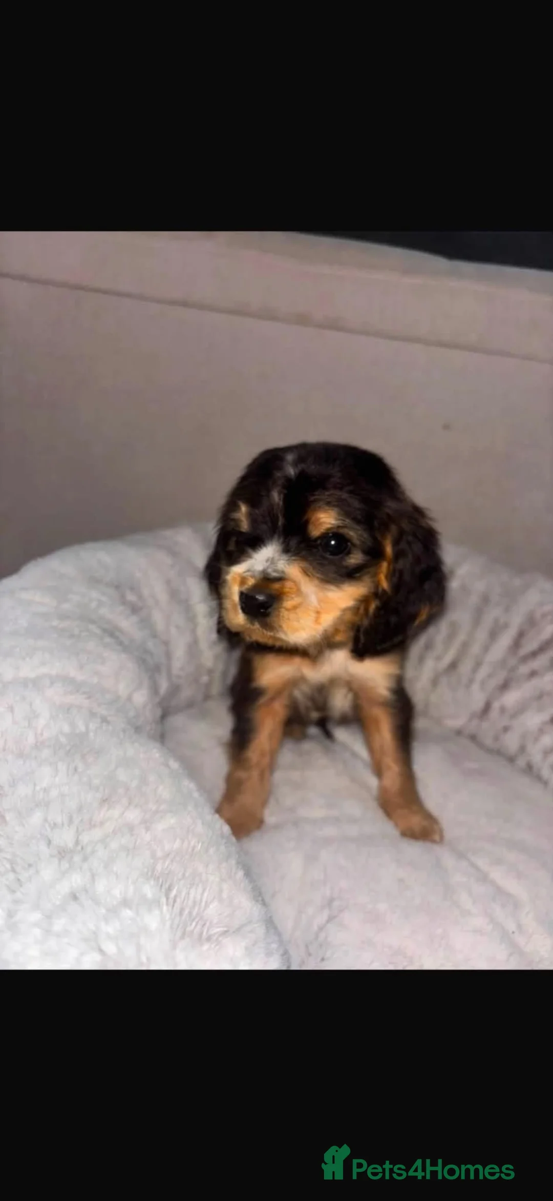 Cocker Spaniel dogs for sale: Cocker spaniel puppies - Advert 6