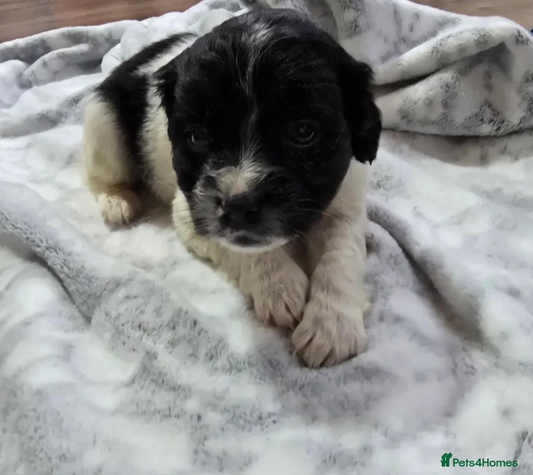 Mixed Breed dogs for sale: Malchi puppies  - Advert 20