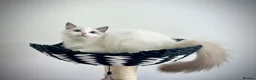 Ragdoll cats for sale: Only one kitten left! Don’t miss out! - Advert 7