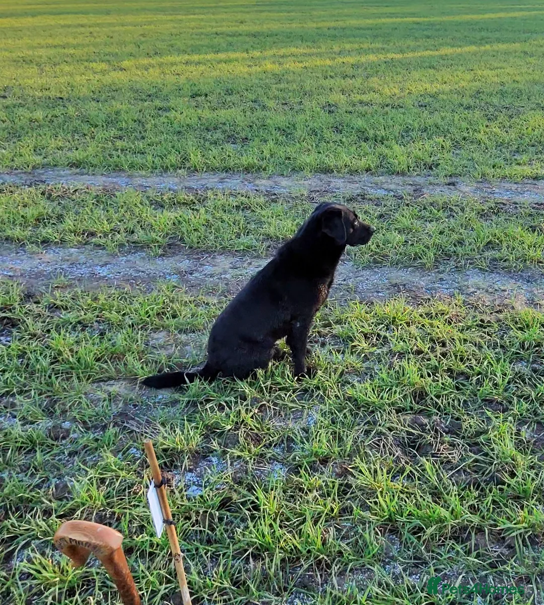 Labrador Retriever dogs for stud: Working pedigree gun dog for stud in Preston - Advert 2