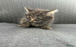 Maine Coon cats for sale: Maine coon cross kittens  - Image 11