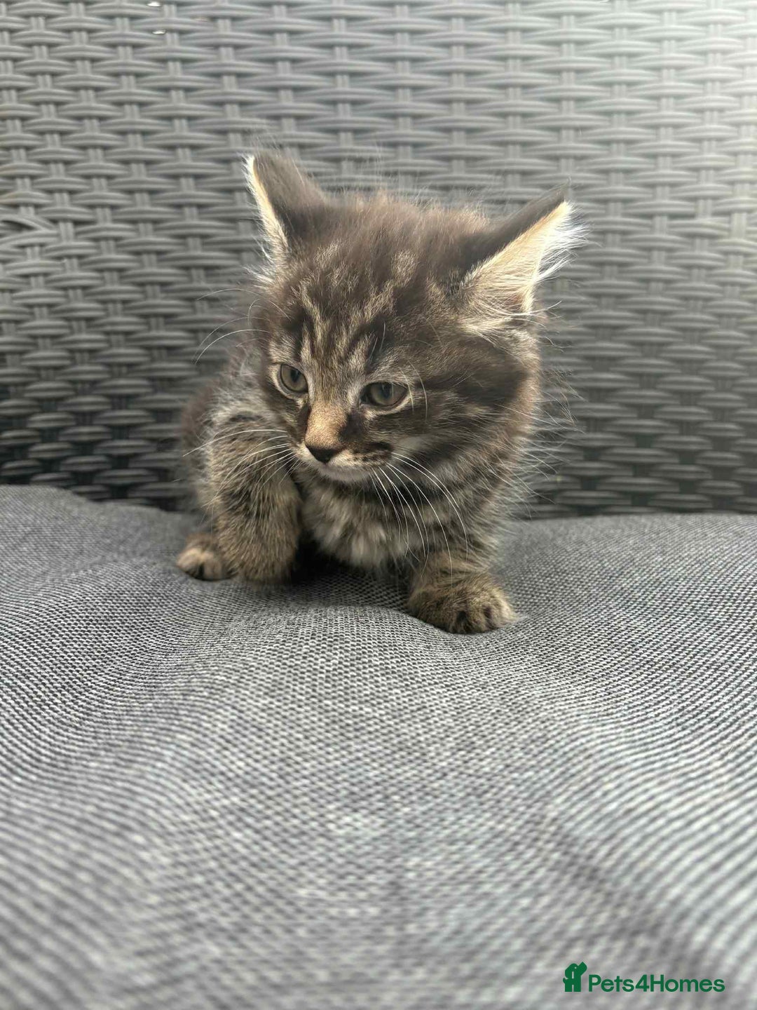 Maine Coon cats for sale: Maine coon cross kittens  - Image 11