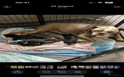 Mixed Breed dogs for sale: cano corso cross british bulldog  - Image 7