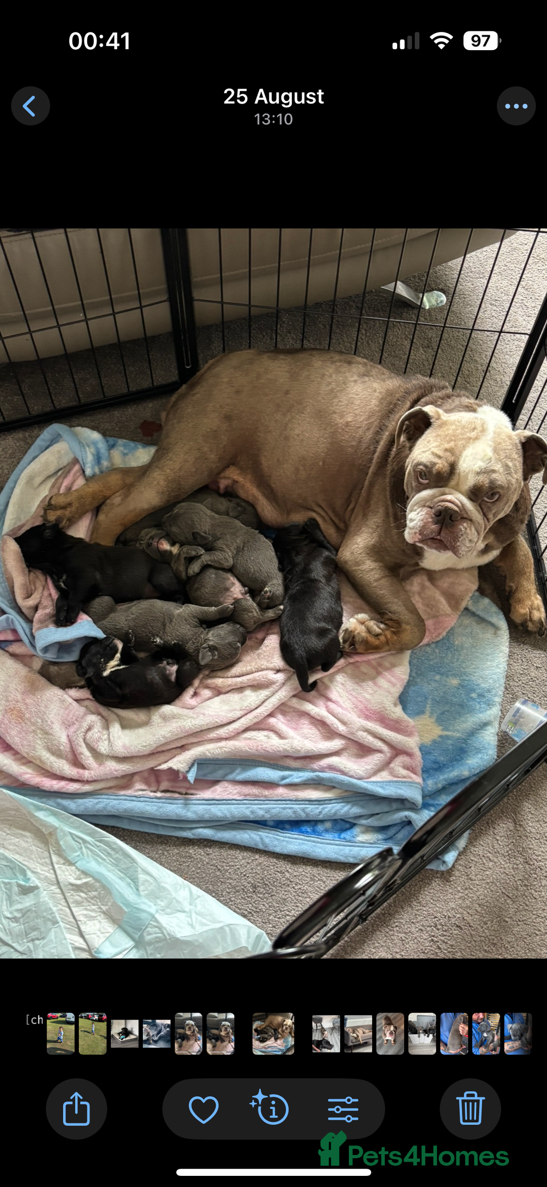 Mixed Breed dogs for sale: cano corso cross british bulldog  - Image 7