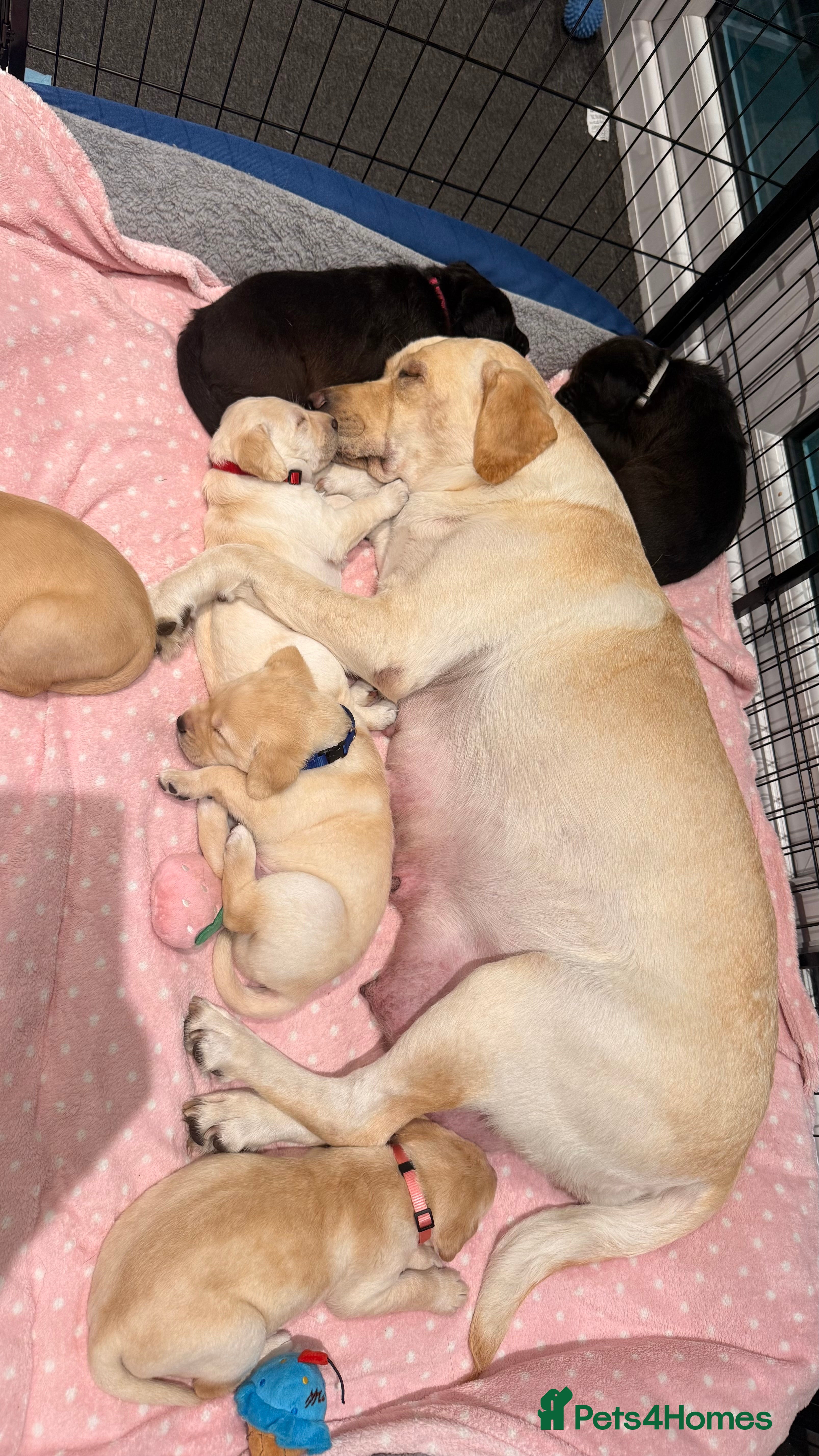 Labrador Retriever dogs 🐾💛 Looking for their forever family… 💛🐾 - Advert 6