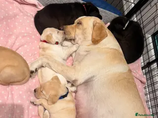 Labrador Retriever dogs 🐾💛 Looking for their forever family… 💛🐾 - Advert 2