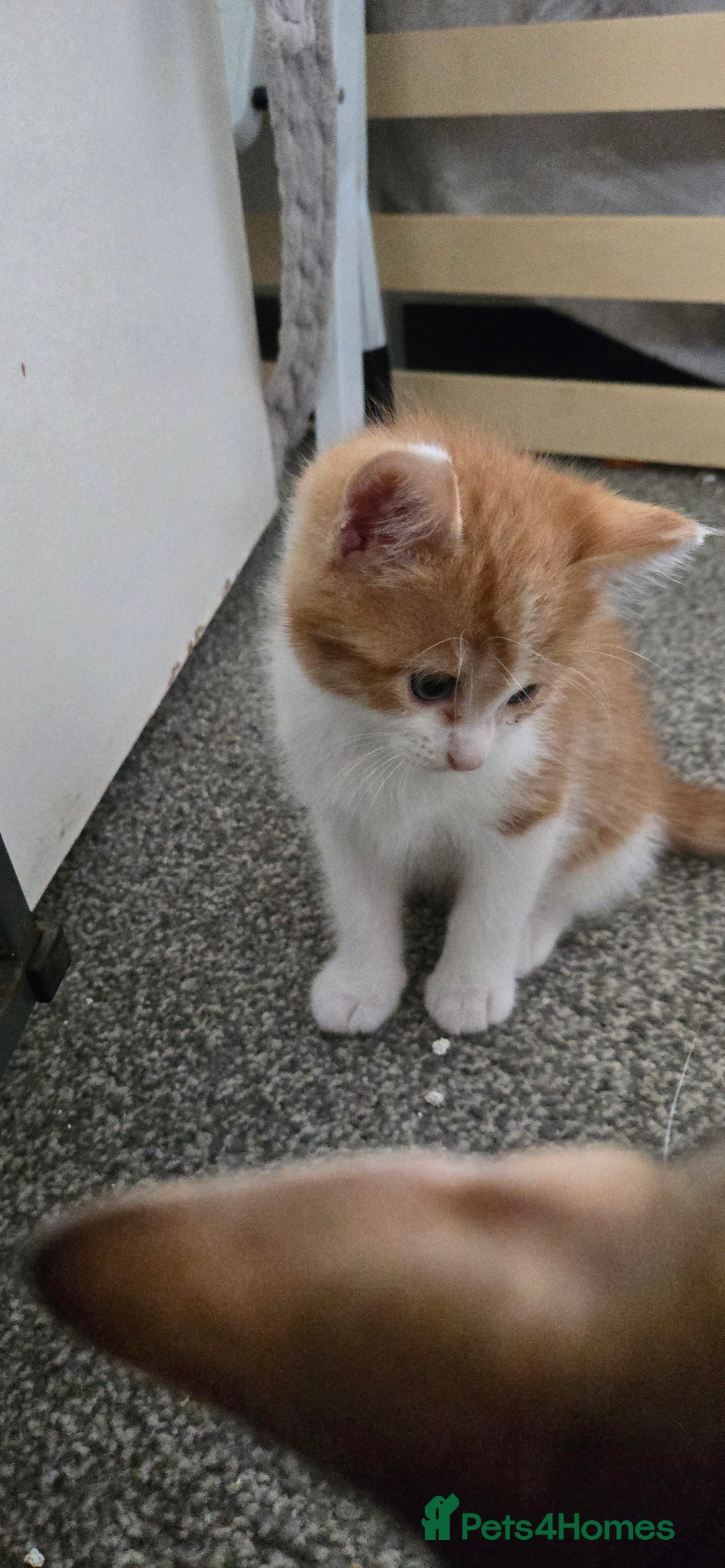 Mixed Breed cats for sale: 7 beautiful babies, 2 black/white are polydactyl  - Image 11