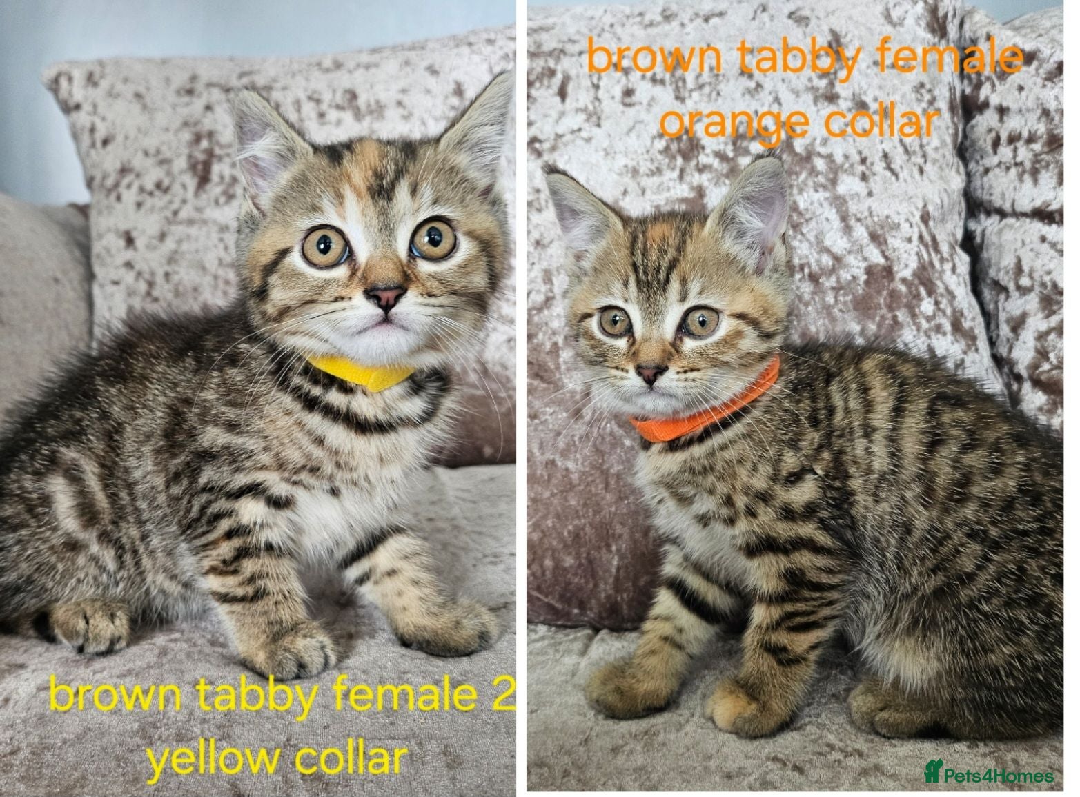 Mixed Breed cats 5 kittens x British blue shorthairs - Advert 14
