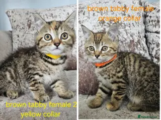 Mixed Breed cats 5 kittens x British blue shorthairs - Advert 14