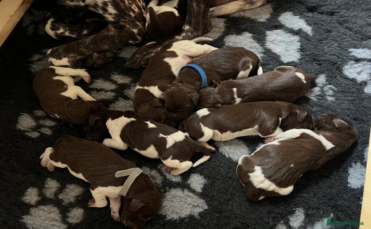 German Shorthaired Pointer dogs - Advert 1