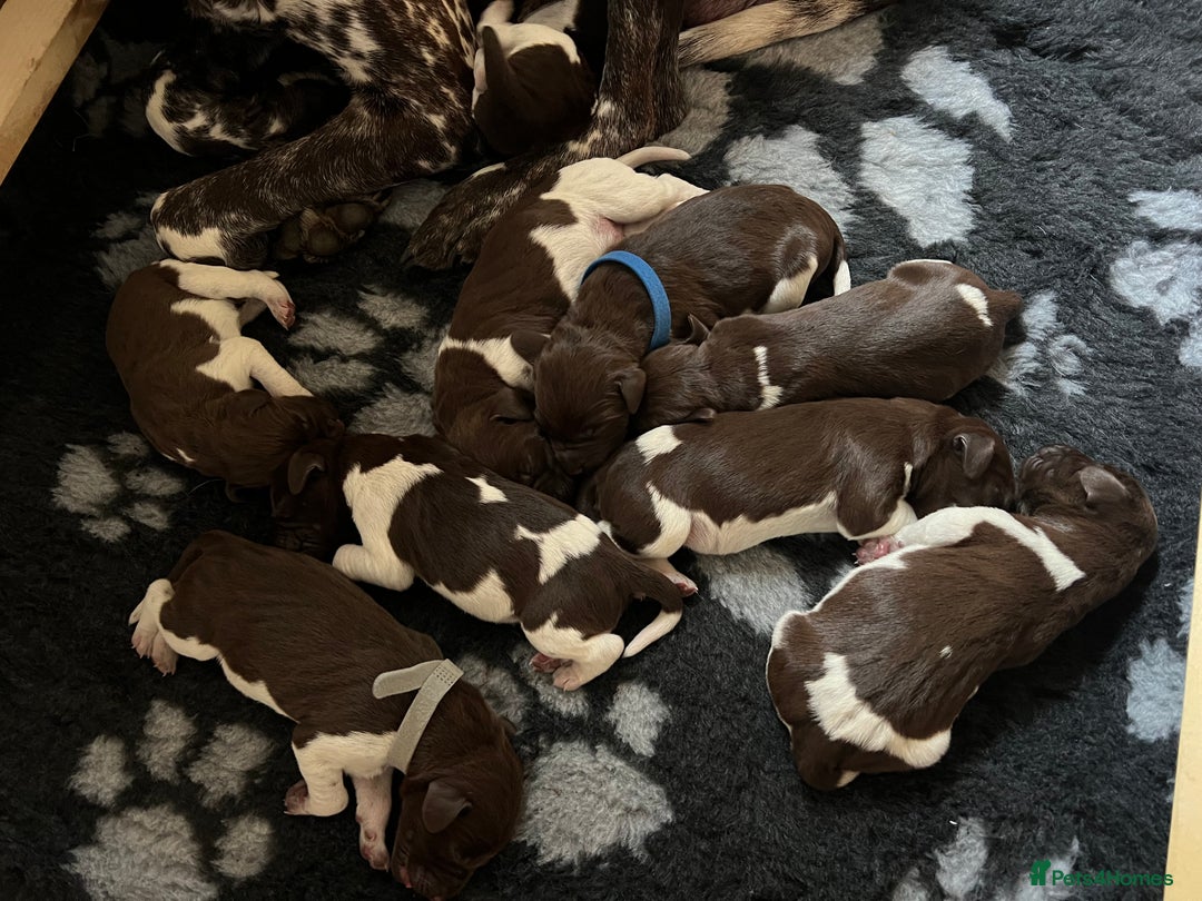 German Shorthaired Pointer dogs for sale: Beautiful KC reg German Shorthaired Pointer Pups - Image 1