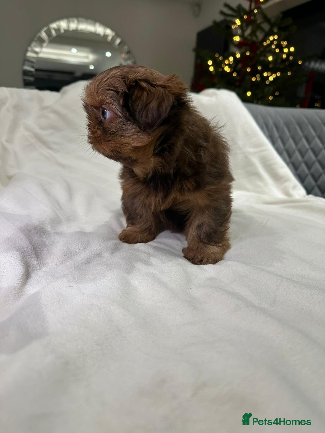 Shih Tzu dogs for sale: kC Imperial Shih tzu Ready now only 1 girl left  - Advert 20