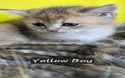 British Shorthair cats for sale: BSH GOLDEN KITTENS - Advert 39