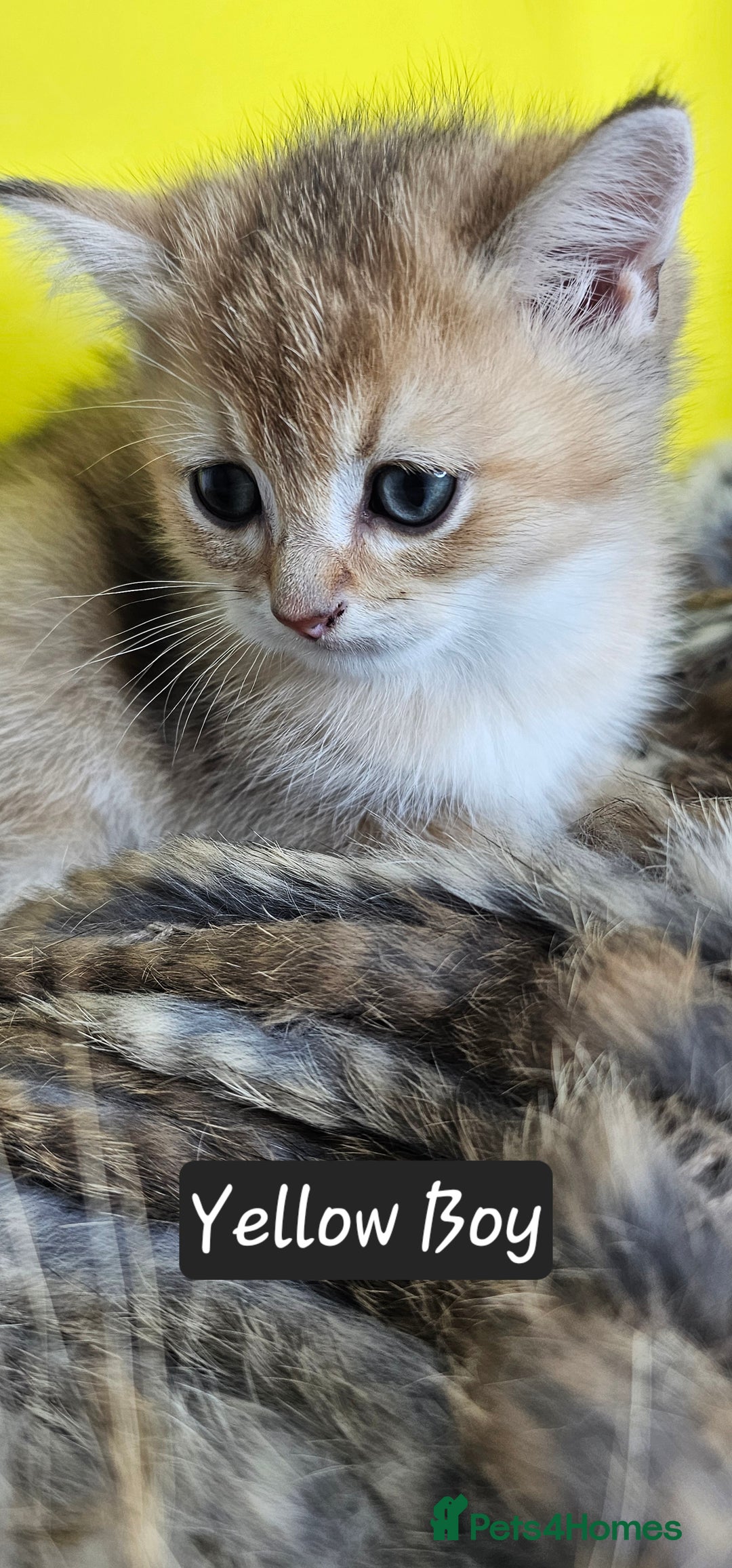 British Shorthair cats for sale: BSH GOLDEN KITTENS - Advert 39