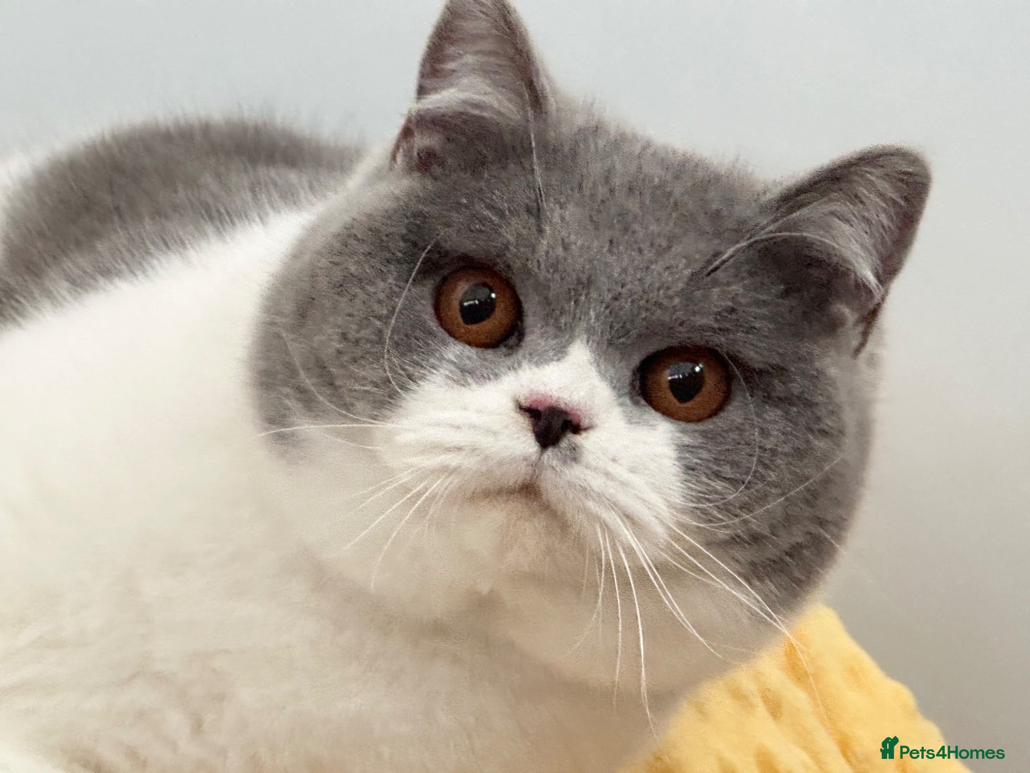 British Shorthair cats for sale: Beautiful Female - Advert 3