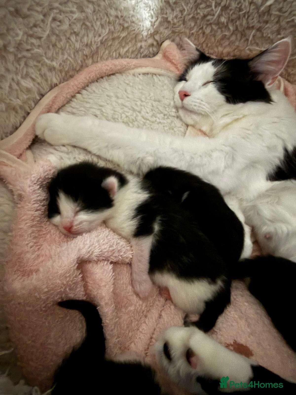 Mixed Breed cats 3 male kittens ready for a new home - Advert 2