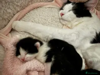 Mixed Breed cats 3 male kittens ready for a new home - Advert 1