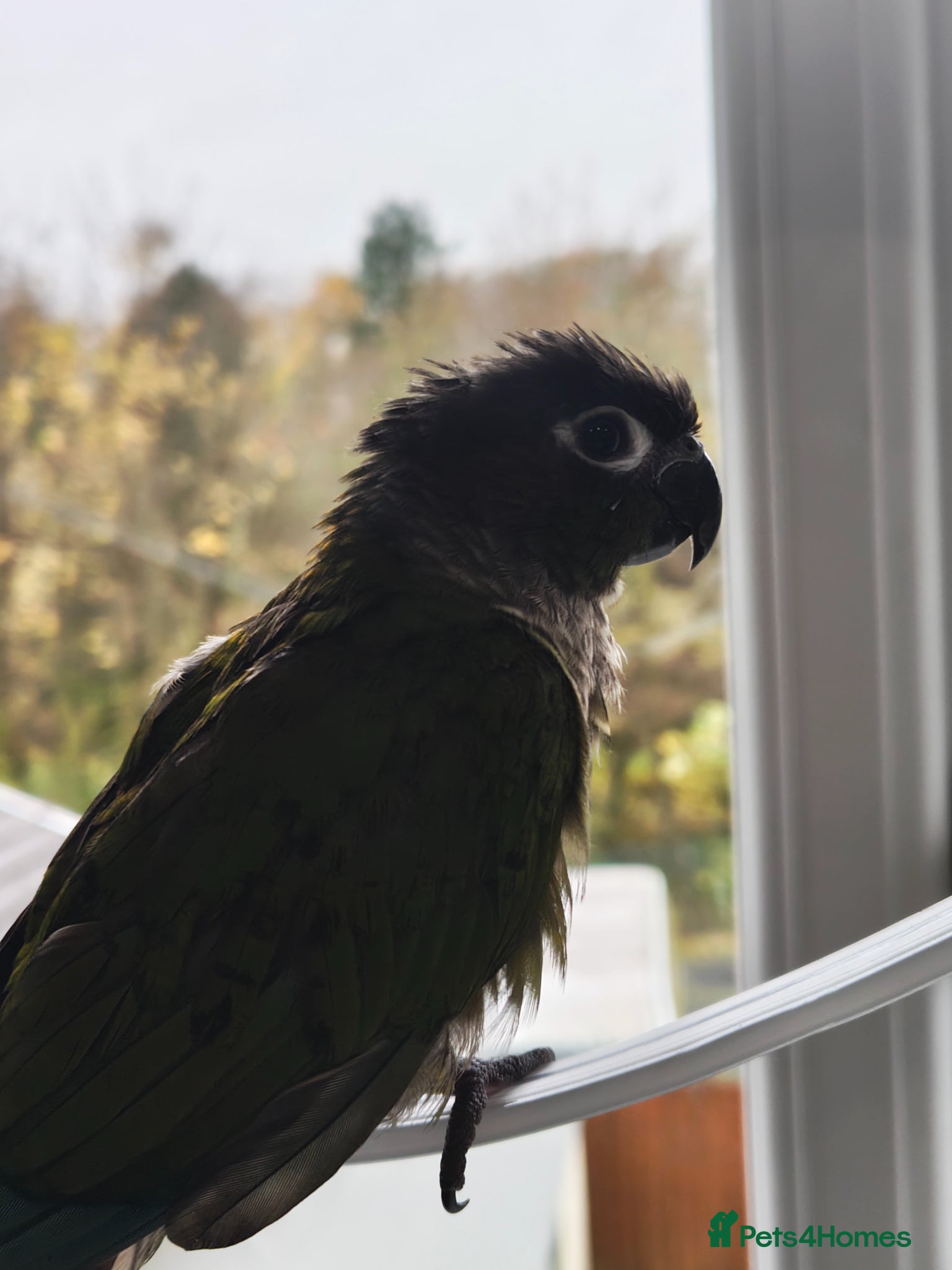 Conures birds Green cheek conure for sale. - Advert 11