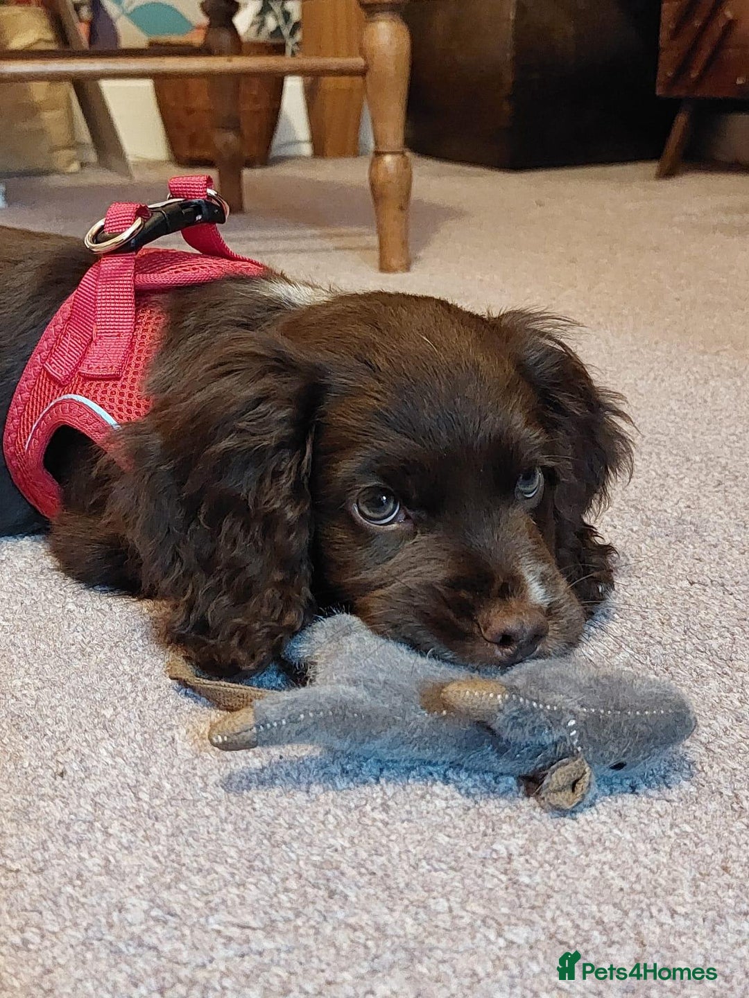 Cocker Spaniel dogs for stud: Working Cocker Spaniel for Stud - Image 4
