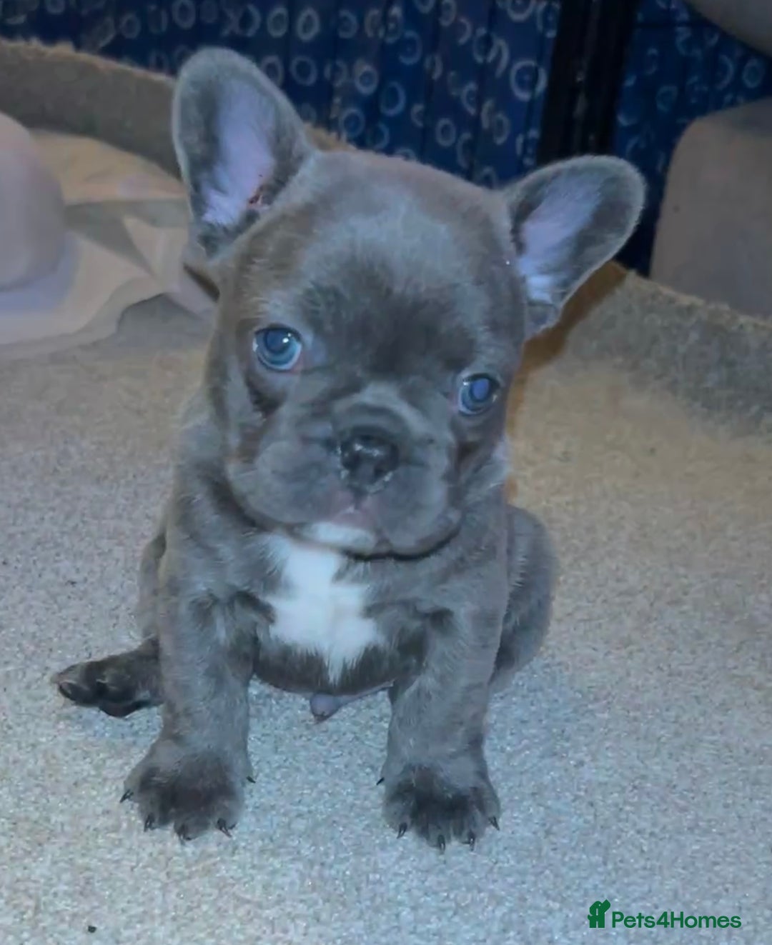 French Bulldog dogs for sale: French fries due to leave 3rd January  - Advert 18