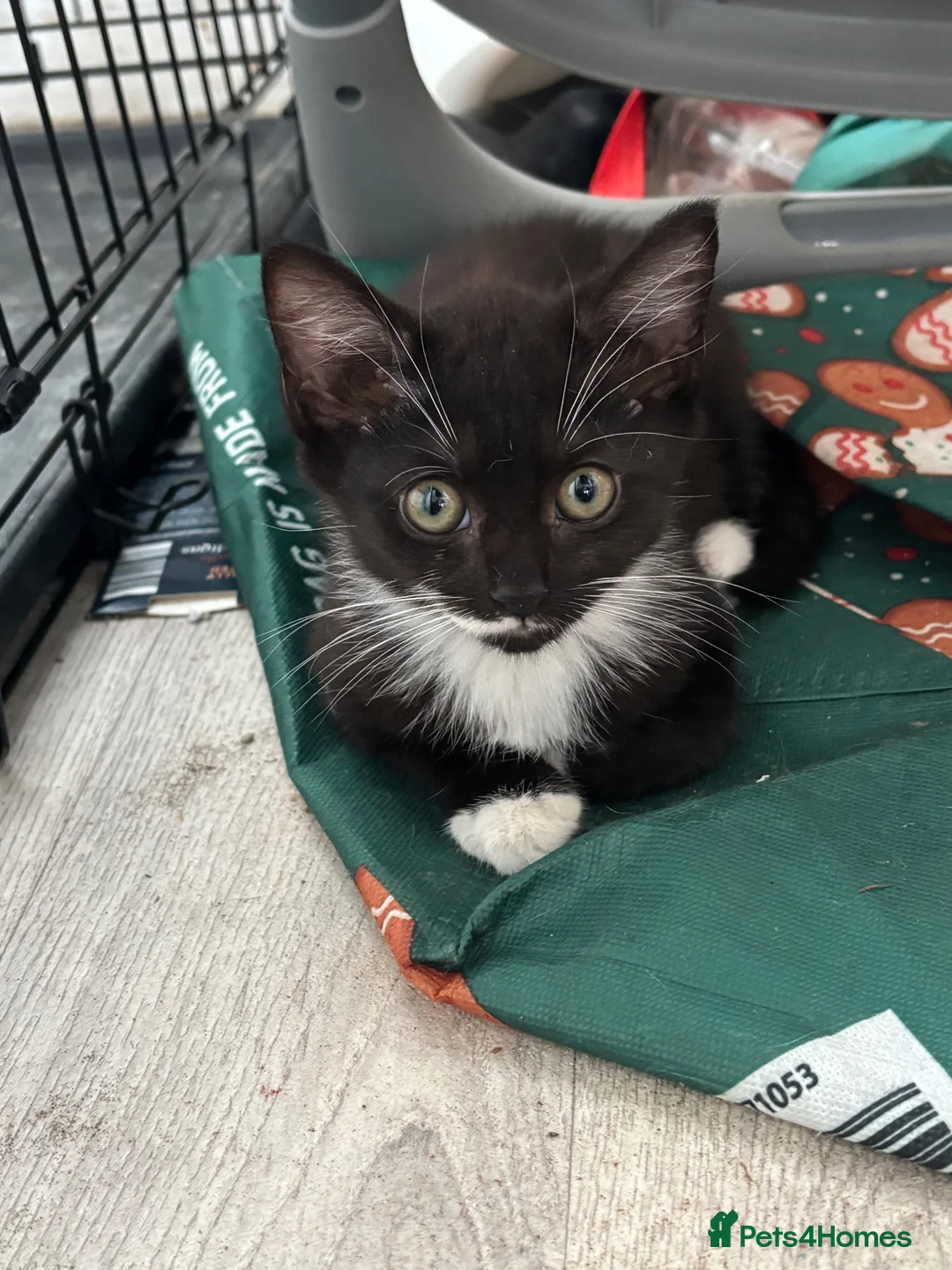 Domestic Shorthair cats for sale: Three kittens - Advert 5