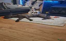 Cane Corso dogs for sale: 2 year old cane corso - Advert 2