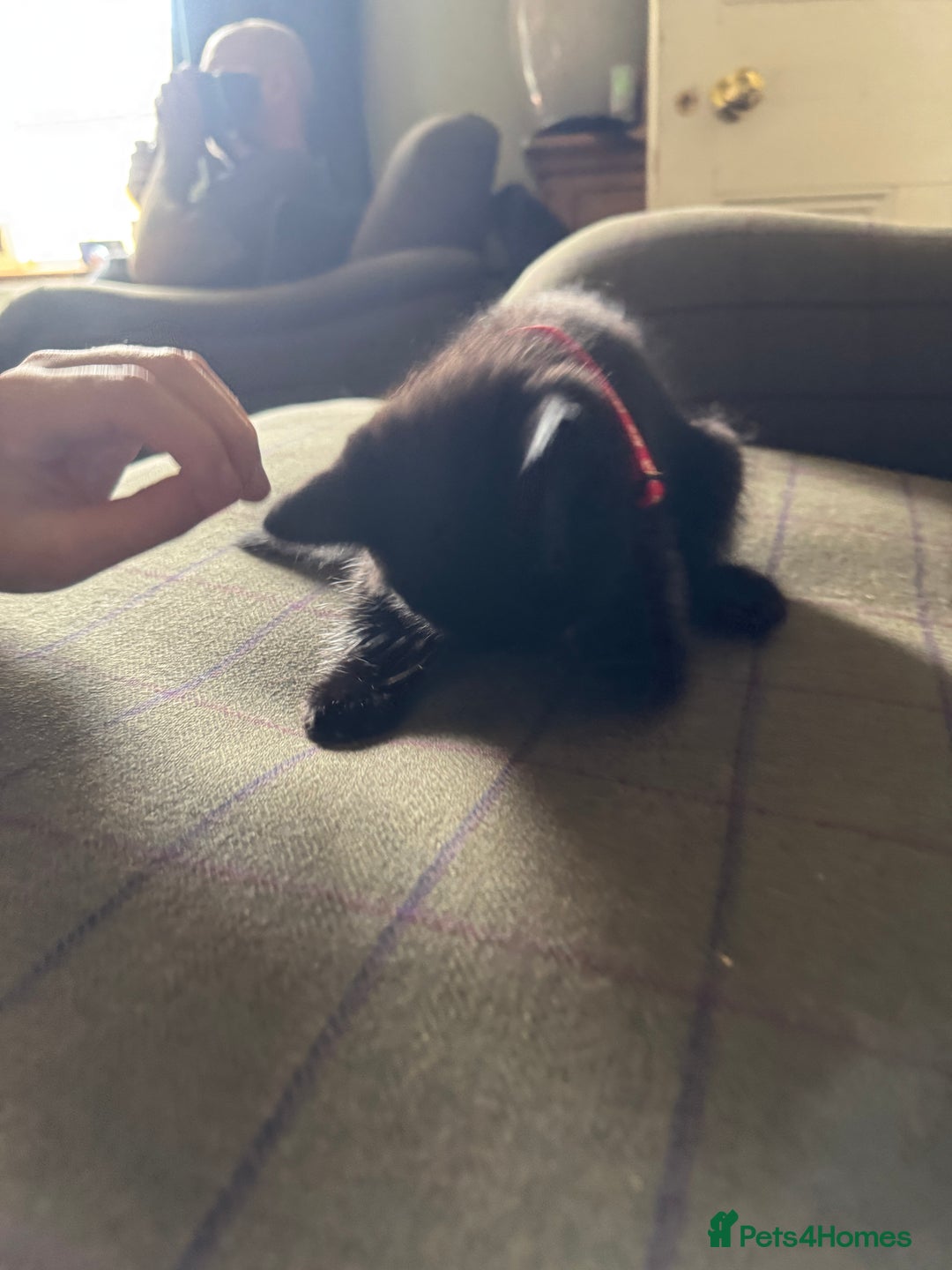 Mixed Breed cats for sale: 3 black British short haired x ragdoll kittens - Image 19