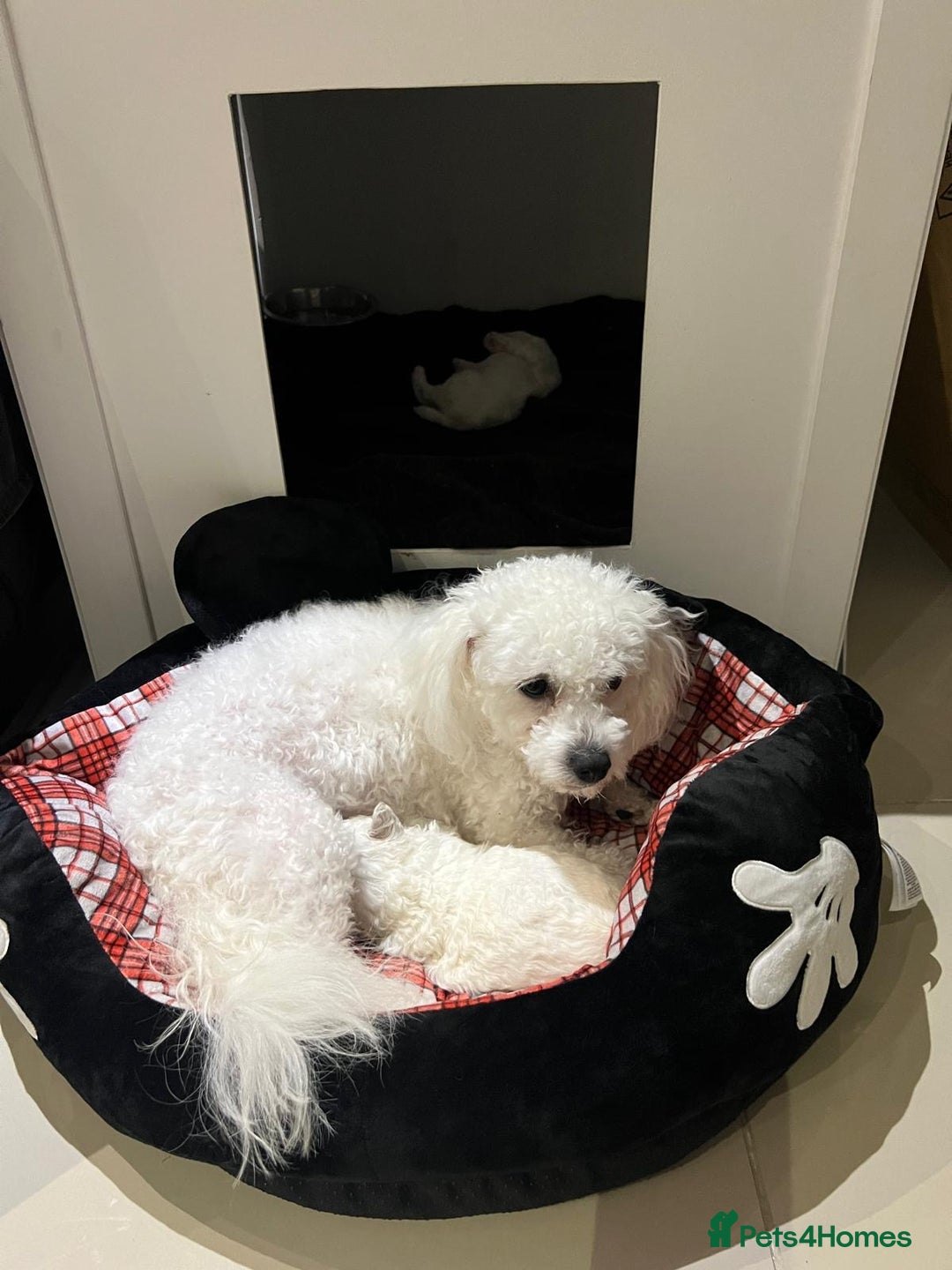 Bichon Frise dogs for sale: Pure Bichon Frise - Image 10
