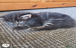 Norwegian Forest Cat cats for sale: 4 11 week old kittens  - Image 14