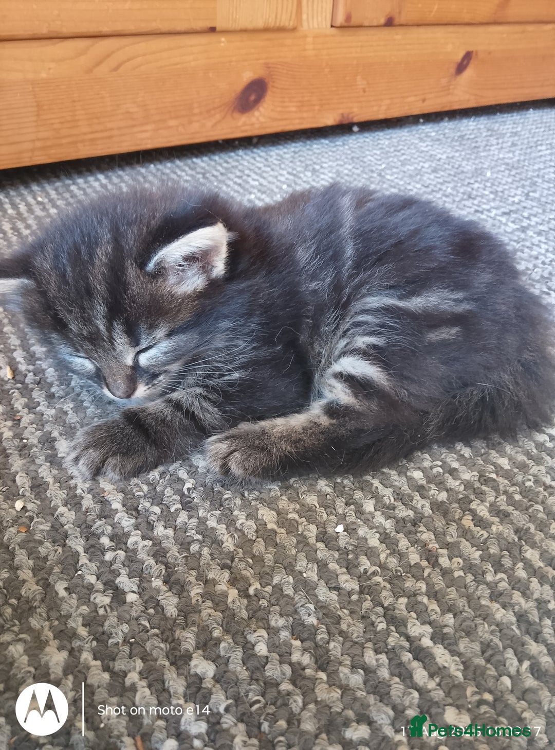 Norwegian Forest Cat cats for sale: 4 11 week old kittens  - Image 14