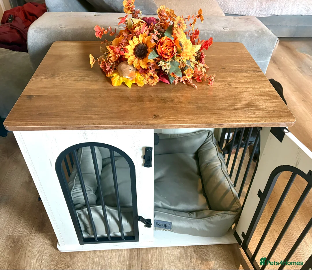 Dachshund dogs for sale: 18 month old Dacshund for rehoming in Houghton le Spring - Advert 2