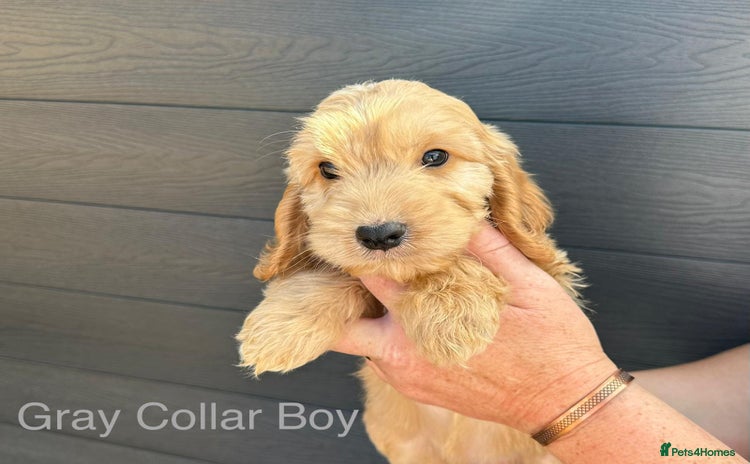 Cockapoo dogs - Advert 1