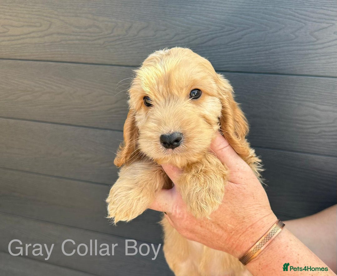 Cockapoo dogs for sale: F1 cockapoo puppies *ready to leave* - Image 1