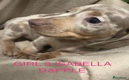 Miniature Dachshund dogs for sale: **MINIATURE DACHSHUND PUPPIES **  - Image 8