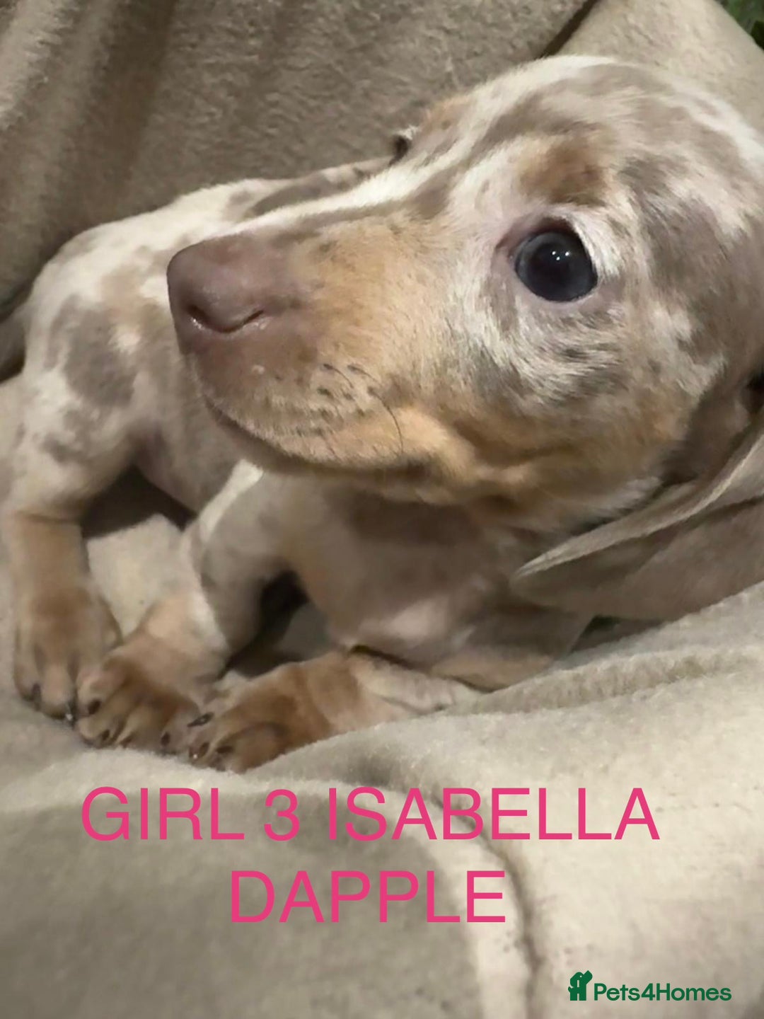 Miniature Dachshund dogs for sale: **MINIATURE DACHSHUND PUPPIES **  - Image 8