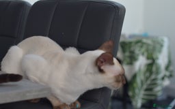 Siamese cats for stud: GORGEOUS WEDGEHEAD TYPE SIAMESE STUD - Image 5