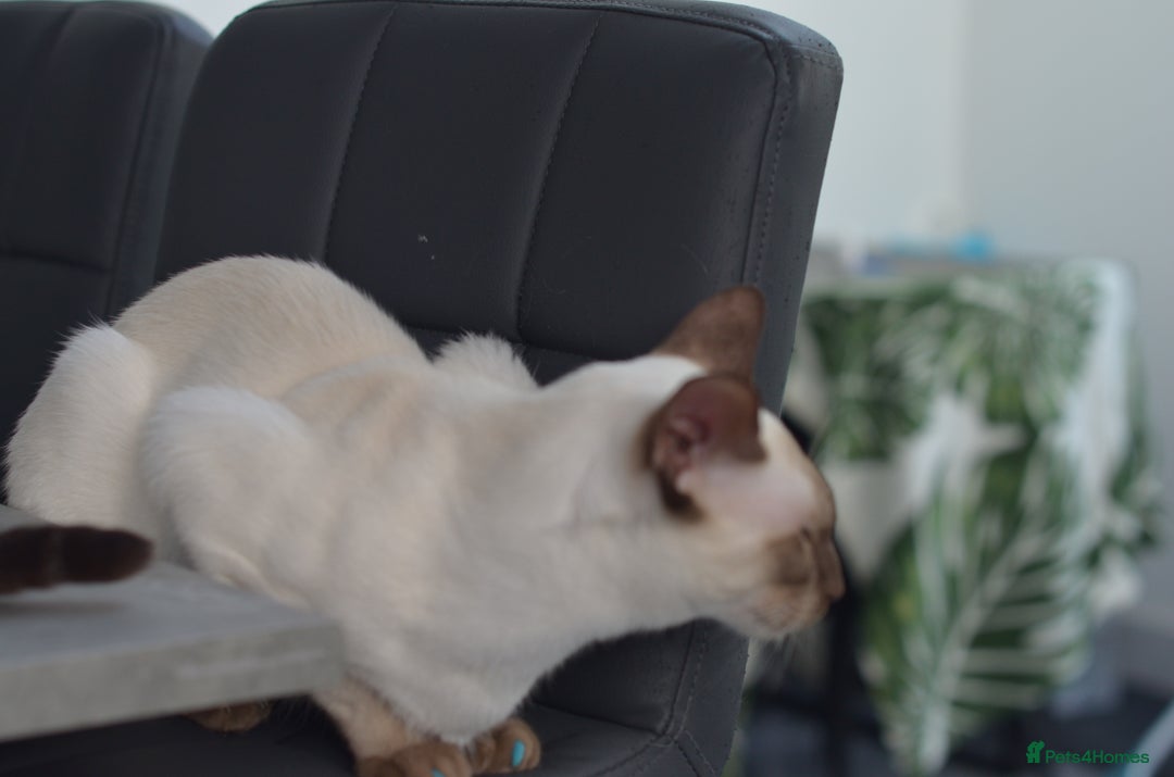 Siamese cats for stud: GORGEOUS WEDGEHEAD TYPE SIAMESE STUD - Image 5