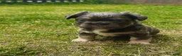 French Bulldog dogs for sale: Beautiful French Bulldog Puppies in Bath - Advert 7