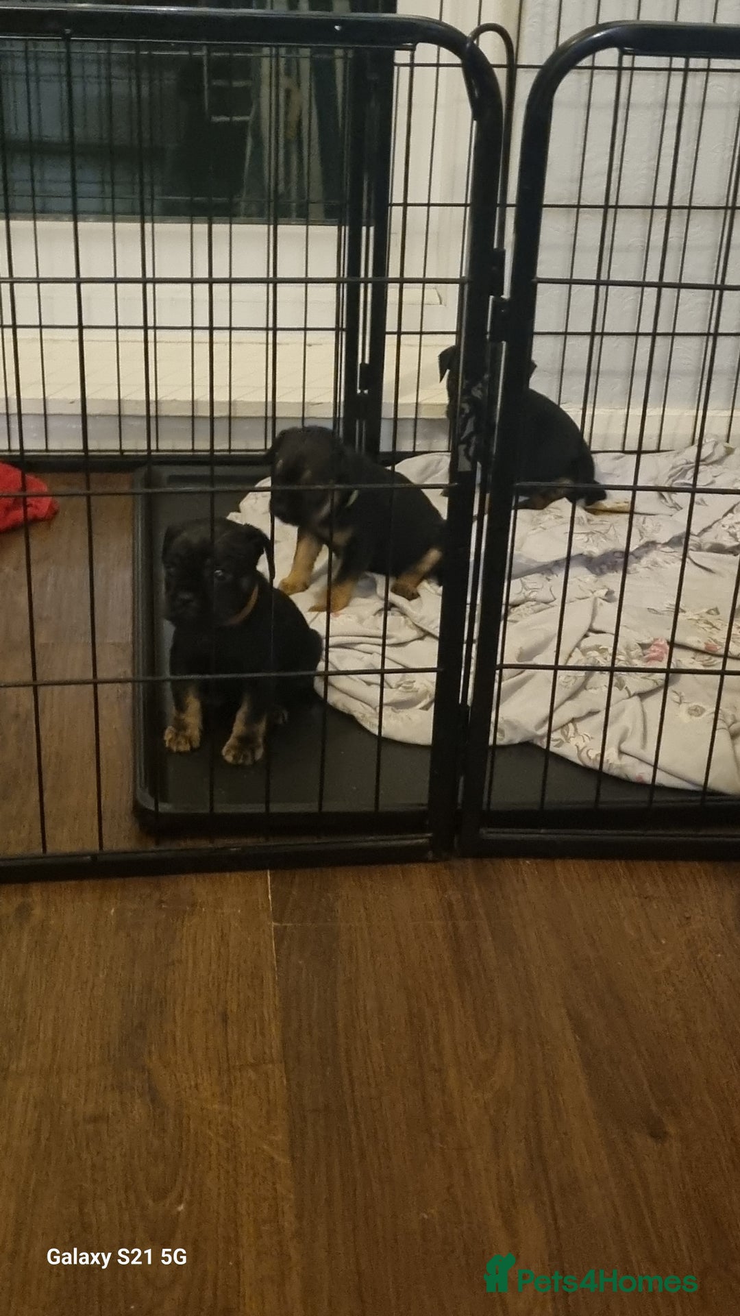 Mixed Breed dogs for sale: 4 french bulldog x boarder terror girls  - Image 10