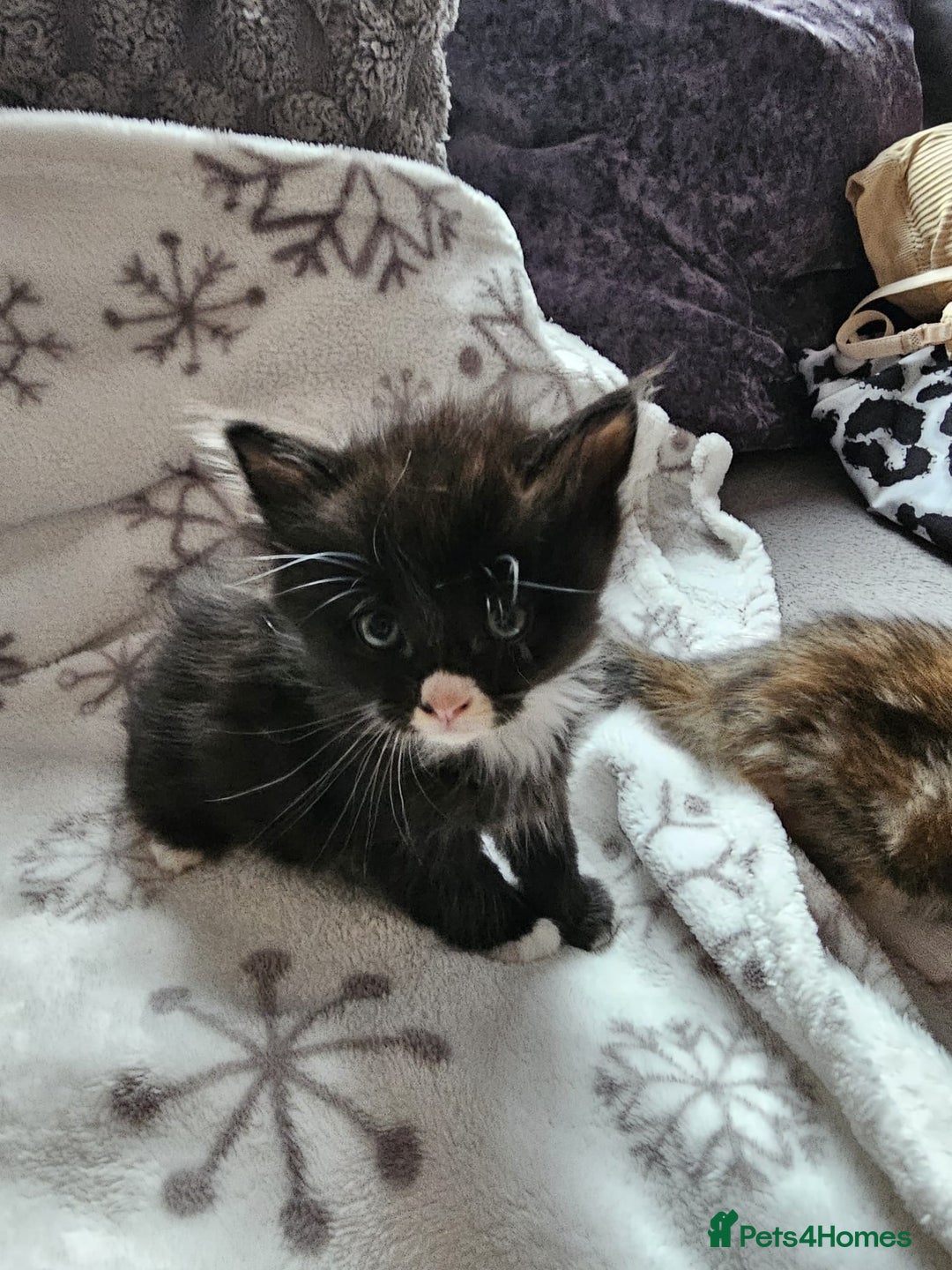 British Shorthair cats for sale: Kittens for sale - Image 4